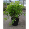 PHILADELPHUS coronarius AUREUS En pot de 10-12 litres