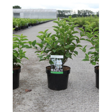 PHILADELPHUS coronarius En pot de 4-5 litres