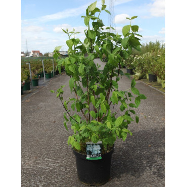 PHILADELPHUS coronarius En pot de 10-12 litres