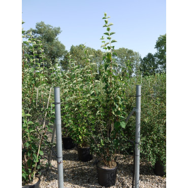 PHILADELPHUS coronarius En pot de 25-30 litres