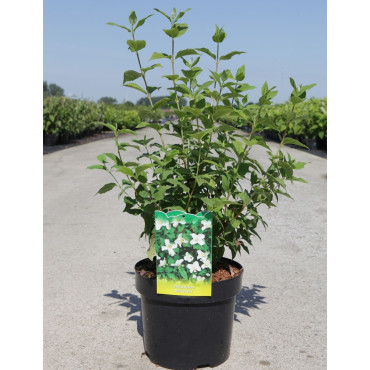 PHILADELPHUS BELLE ETOILE En pot de 4-5 litres