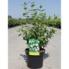 PHILADELPHUS BELLE ETOILE En pot de 4-5 litres