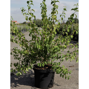 PHILADELPHUS BELLE ETOILE En pot de 10-12 litres