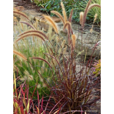 PENNISETUM setaceum RUBRUM