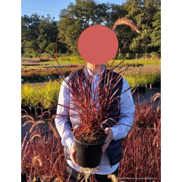 PENNISETUM setaceum RUBRUM En pot de 4-5 litres