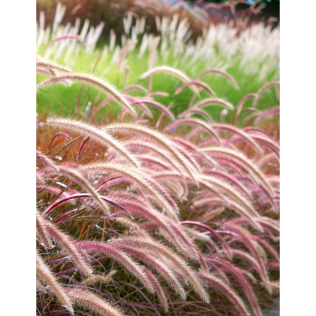 PENNISETUM setaceum RUBRUM