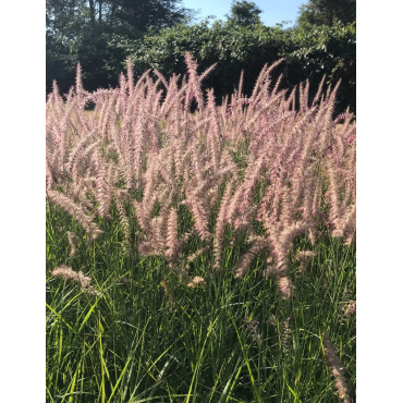 PENNISETUM orientale KARLEY ROSE