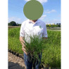 PENNISETUM alopecuroides HAMELN En pot de 4-5 litres