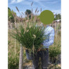 PENNISETUM alopecuroides HAMELN En pot de 10-12 litres