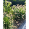 PENNISETUM alopecuroides HAMELN