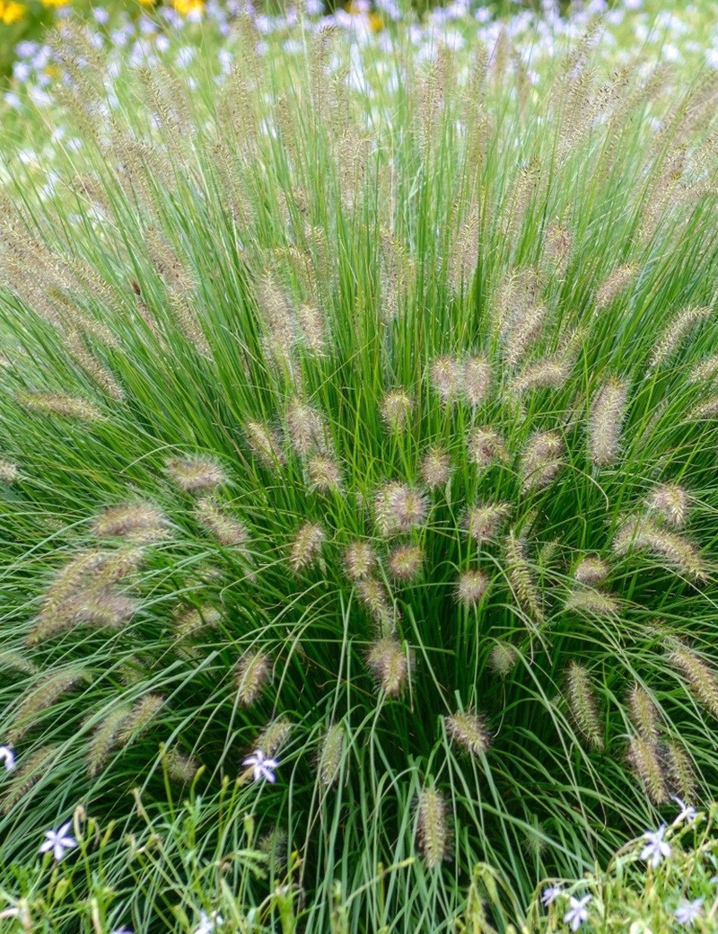 PENNISETUM alopecuroides HAMELN