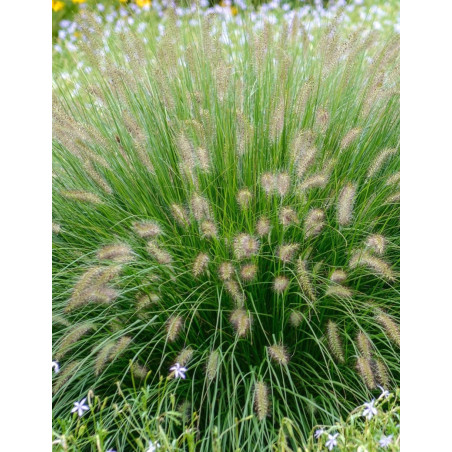 PENNISETUM alopecuroides HAMELN