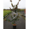 PARROTIA persica En pot de 15-20 litres