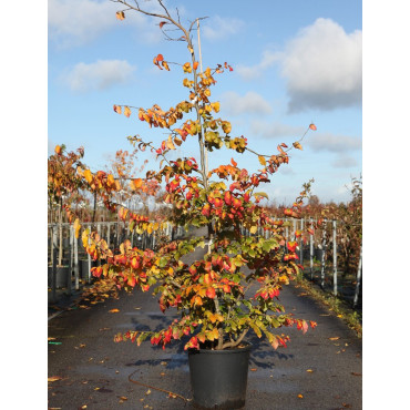 PARROTIA persica En pot de 25-30 litres