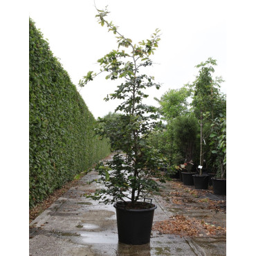 PARROTIA persica En pot de 50-70 litres