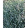 PANICUM virgatum PRAIRIE SKY