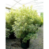 OSMANTHUS heterophyllus TRICOLOR ou GOSHIKI En pot de 15-20 litres