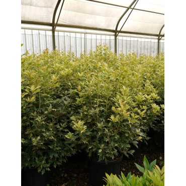 OSMANTHUS heterophyllus TRICOLOR ou GOSHIKI En pot de 15-20 litres