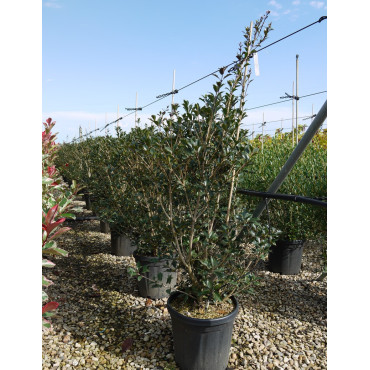 OSMANTHUS heterophyllus PURPUREUS En pot de 15-20 litres