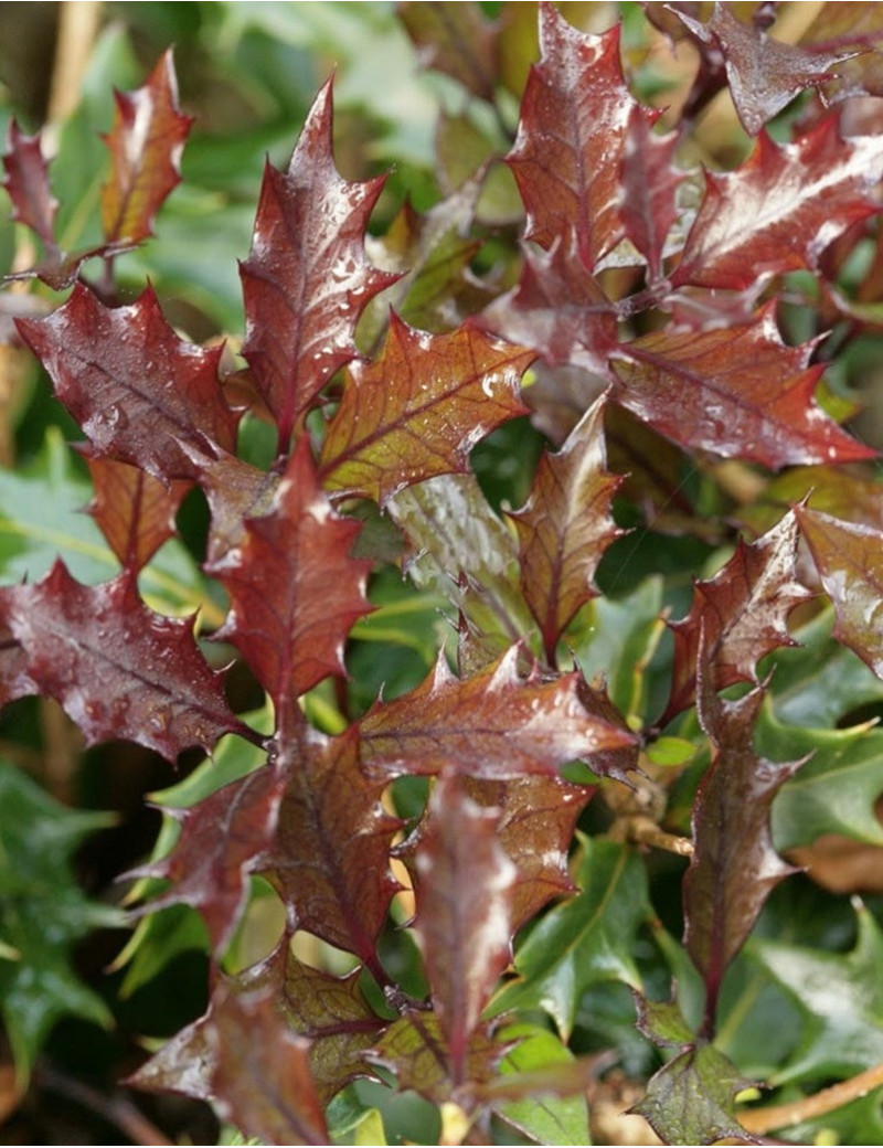 OSMANTHUS heterophyllus PURPUREUS