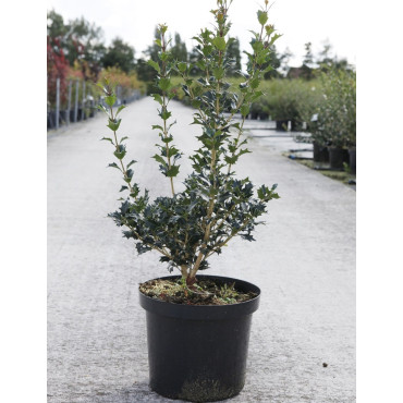 OSMANTHUS heterophyllus En pot de 7-10 litres