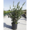 OSMANTHUS heterophyllus En pot de 15-20 litres