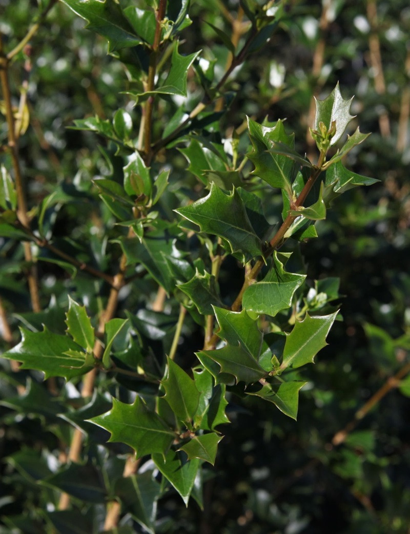 OSMANTHUS heterophyllus