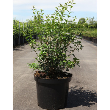 OSMANTHUS burkwoodii En pot de 7-10 litres