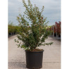 OSMANTHUS burkwoodii En pot de 10-12 litres