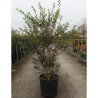 OSMANTHUS burkwoodii En pot de 25-30 litres