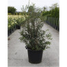 OSMANTHUS burkwoodii En pot de 35-50 litres