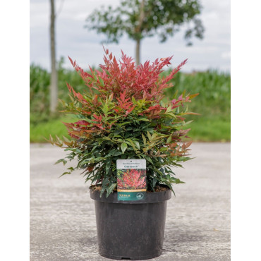 NANDINA domestica OBSESSED En pot de 10-12 litres