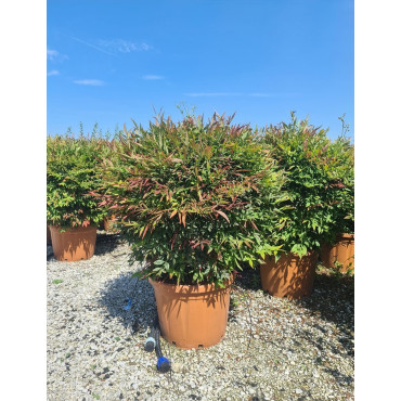 NANDINA domestica OBSESSED En pot de 30-35 litres