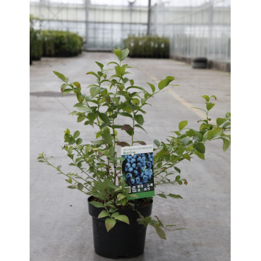 MYRTILLE DES JARDINS BLUE CROP En pot de 10-12 litres