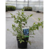 MYRTILLE DES JARDINS BLUE CROP En pot de 10-12 litres