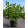 MYRTILLE DES JARDINS PATRIOT En pot de 10-12 litres