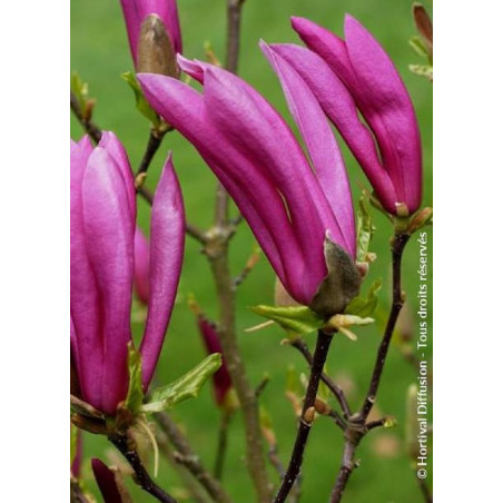 MAGNOLIA SUSAN