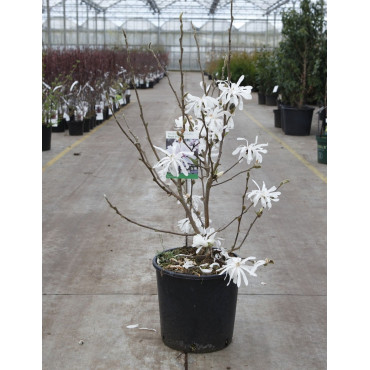 MAGNOLIA stellata ROYAL STAR En pot de 10-12 litres