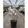 MAGNOLIA stellata En pot de 15-20 litres