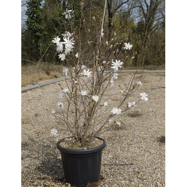 MAGNOLIA stellata En pot de 25-30 litres