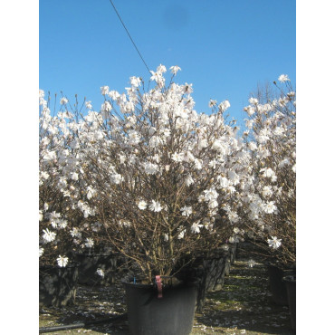 MAGNOLIA stellata En pot de 70-90 litres