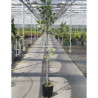 LIRIODENDRON tulipifera AUREOMARGINATUM En pot de 15-20 litres forme baliveau