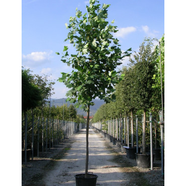 LIRIODENDRON tulipifera En pot de 35-50 litres forme tige hauteur du tronc 180-200 cm