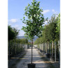 LIRIODENDRON tulipifera En pot de 35-50 litres forme tige hauteur du tronc 180-200 cm