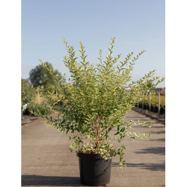 LIGUSTRUM ibota MUSLI En pot de 10-12 litres