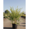 LIGUSTRUM ibota MUSLI En pot de 10-12 litres