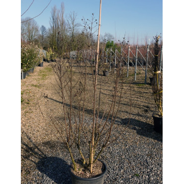 LAGERSTROEMIA En pot de 15-20 litres