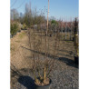 LAGERSTROEMIA En pot de 15-20 litres