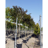 LAGERSTROEMIA En pot de 50-70 litres forme tige hauteur du tronc 180-200 cm