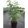 LABURNUM anagyroides En pot de 10-12 litres